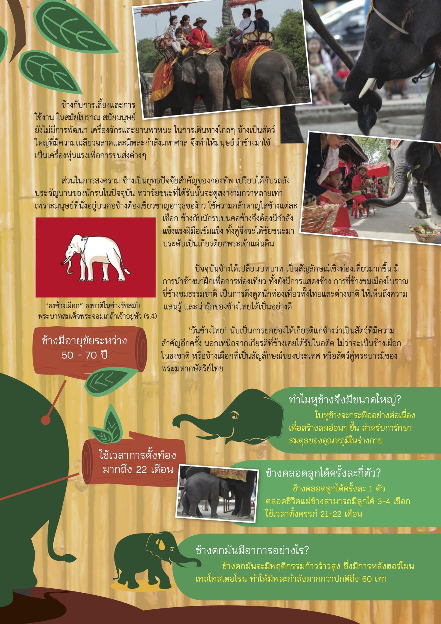 วัน ‘ช้างไทย’