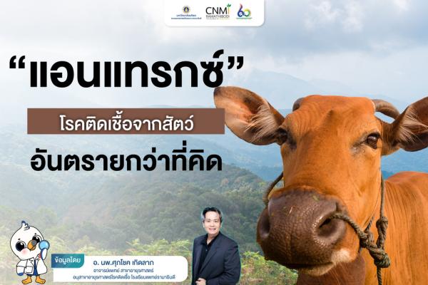 แอนแทรกซ์ โรคติดเชื้อจากสัตว์ อันตรายกว่าที่คิด