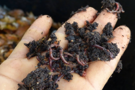 Earthworms Cultivation at Rama HealthyFarm