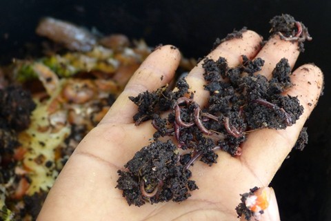 Earthworms Cultivation at Rama HealthyFarm