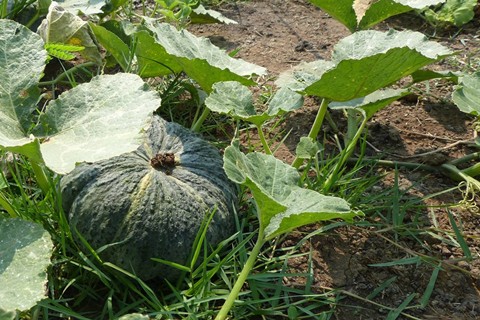 Pumpkins from Rama HealthyFarm