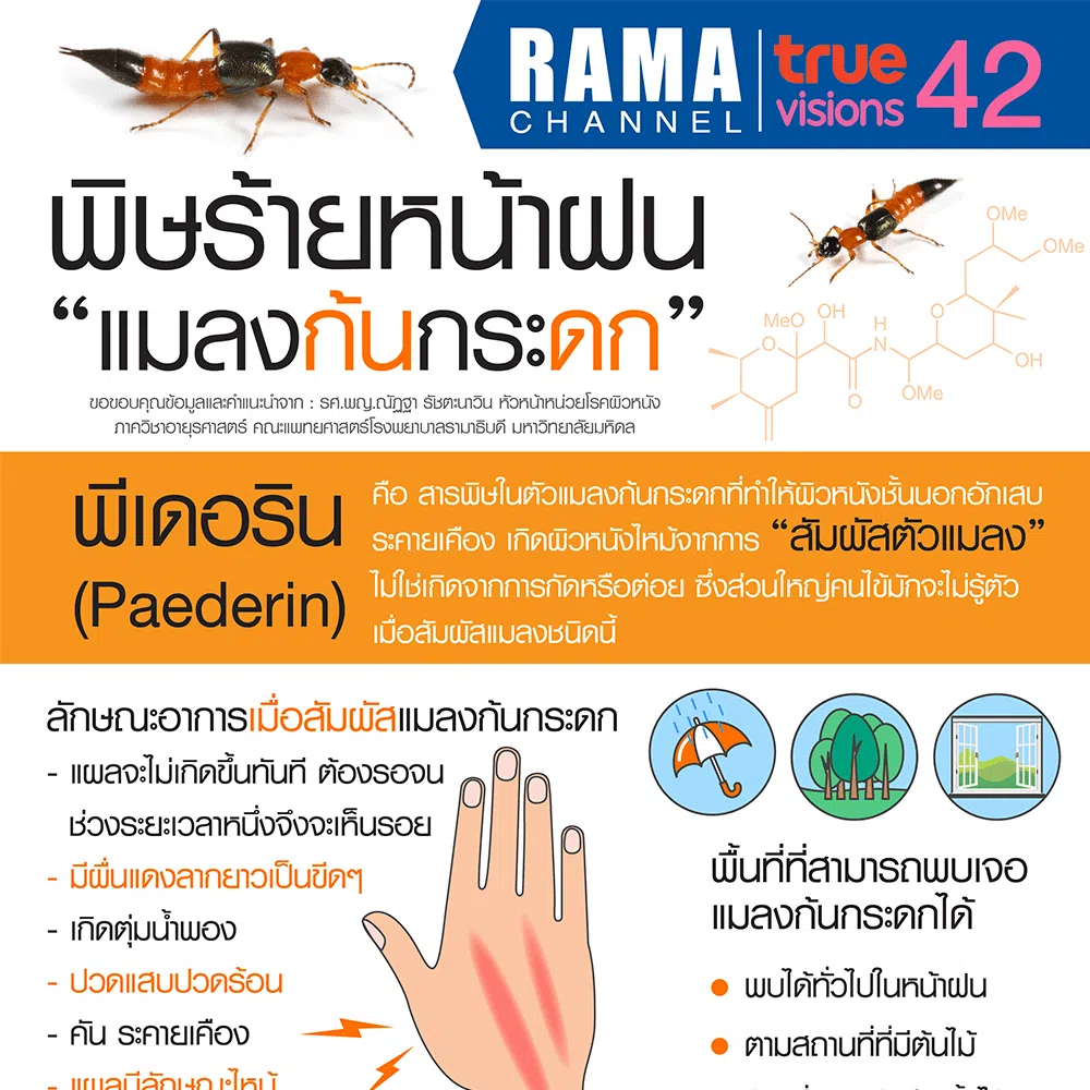 พิษร้ายหน้าฝน แมลงก้นกระดก