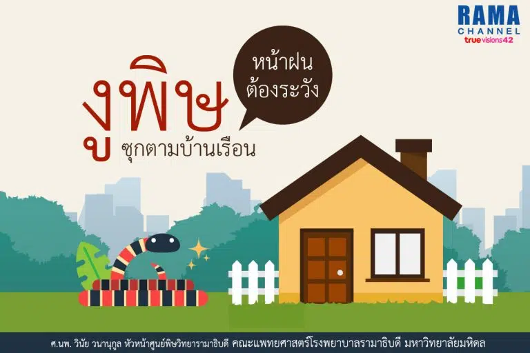 งูพิษซุกตามบ้านเรือน1
