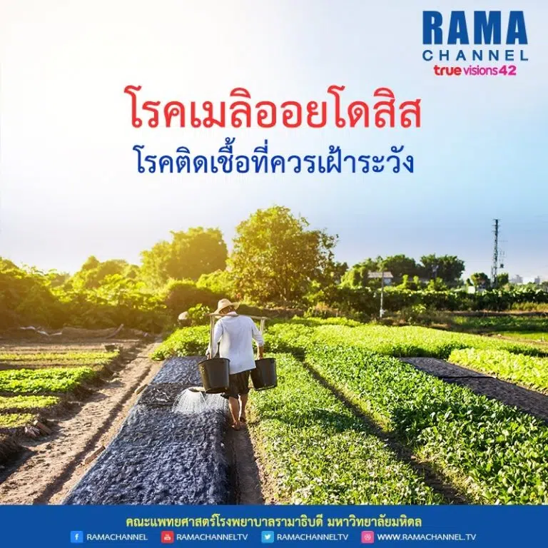 โรคเมลิออยโดสิส โรคติดเชื้อที่ควรเฝ้าระวัง