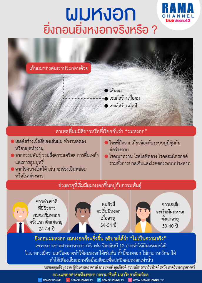 ผมหงอก ยิ่งถอนยิ่งหงอกจริงหรือ_Infographic