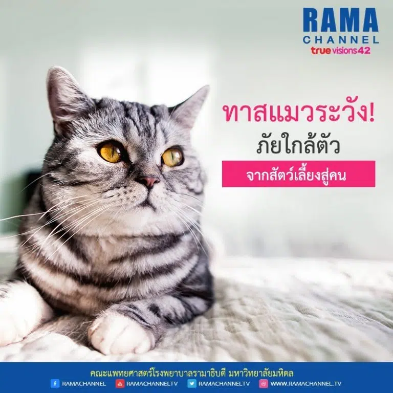 เชื้อราจากแมว ทาสแมวระวัง! ภัยใกล้ตัวจากสัตว์เลี้ยงสู่คน