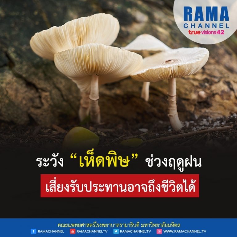เห็ดพิษ อันตรายฤดูฝนที่ต้องระวังเพื่อสุขภาพปลอดภัย