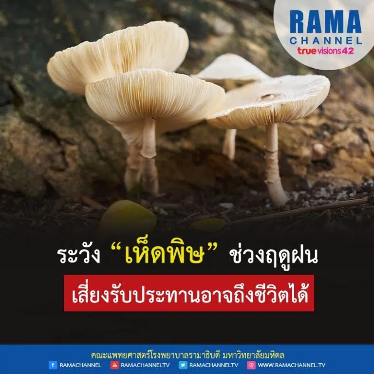เห็ดพิษ อันตรายฤดูฝนที่ต้องระวังเพื่อสุขภาพปลอดภัย