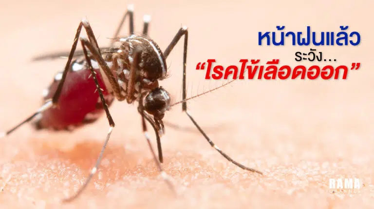 สาเหตุของโรคไข้เลือดออก: ป้องกันก่อนเสี่ยงอันตราย