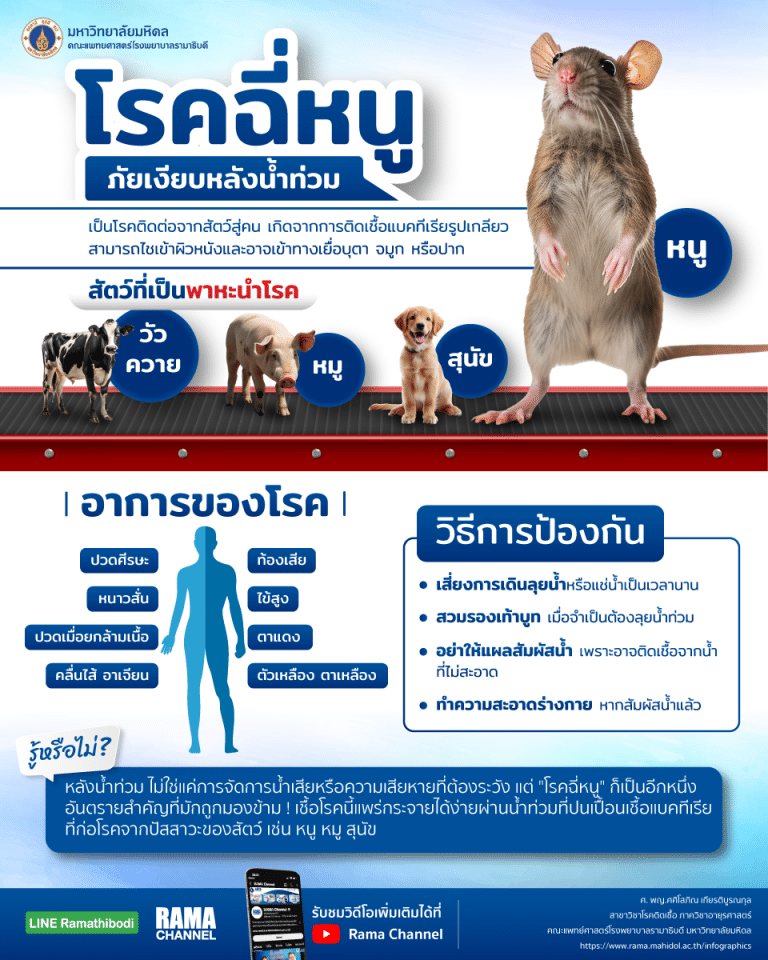 โรคฉี่หนูแพร่ผ่านน้ำปนเปื้อนเชื้อแบคทีเรีย