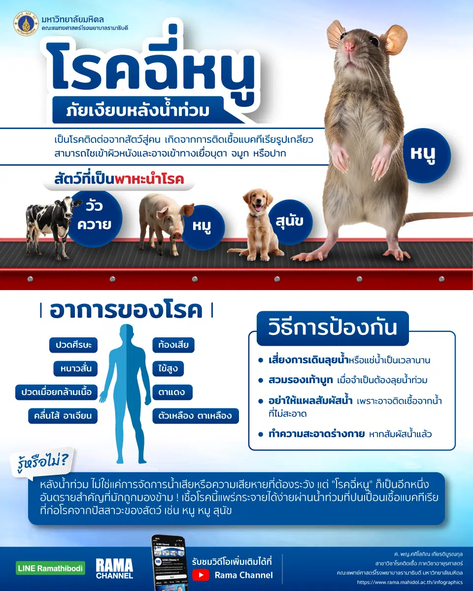 โรคฉี่หนูแพร่ผ่านน้ำปนเปื้อนเชื้อแบคทีเรีย