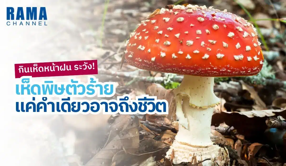กินเห็ดหน้าฝน ระวัง! เห็ดพิษตัวร้าย แค่คำเดียวอาจถึงชีวิต