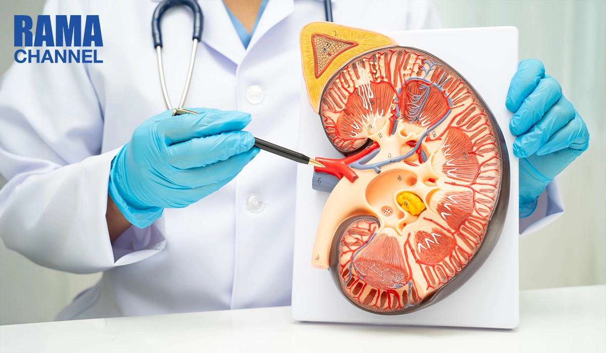 ไต ทำหน้าที่อะไร