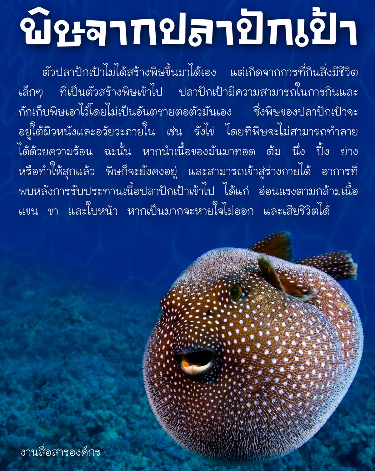 พิษจากปลาปักเป้า