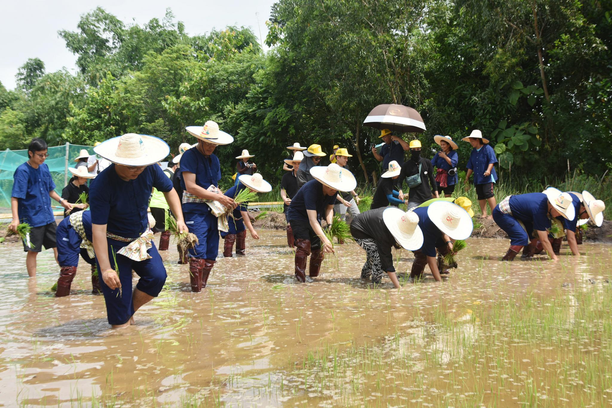 CSR จิตอาสาพัฒนาฟาร์มสร้างสุขรามาธิบดี