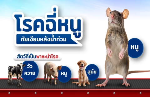 โรคฉี่หนู ภัยเงียบหลังน้ำท่วม