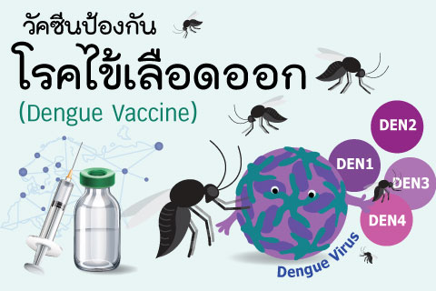 วัคซีนป้องกันไข้เลือดออก (Dengue Vaccine)