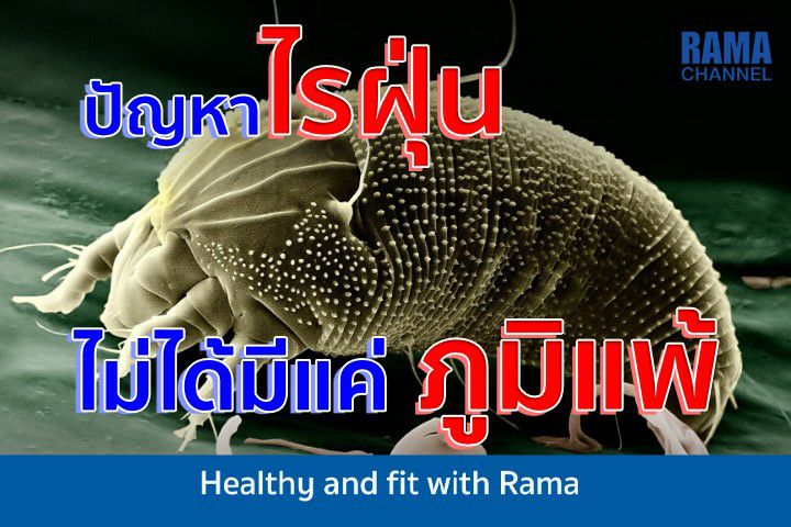 ปัญหาไรฝุ่น ไม่ได้มีแค่ภูมิแพ้ ปัญหาไรฝุ่น ไม่ได้มีแค่ภูมิแพ้