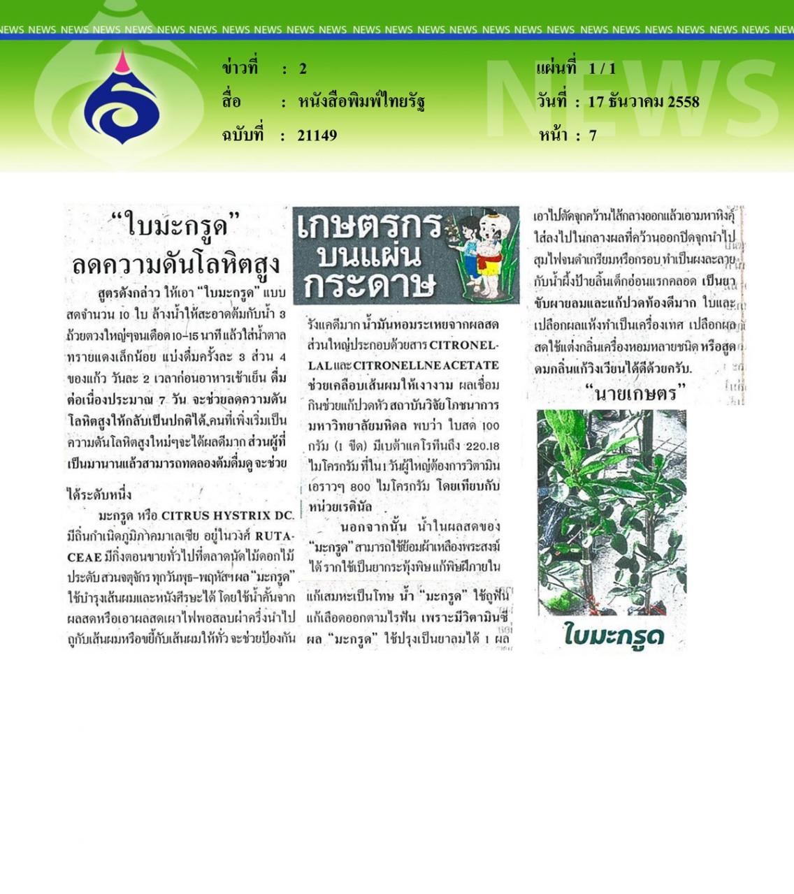 หนังสือพิมพ์ไทยรัฐ ใบมะกรูด... ลดความดันโลหิตสูง