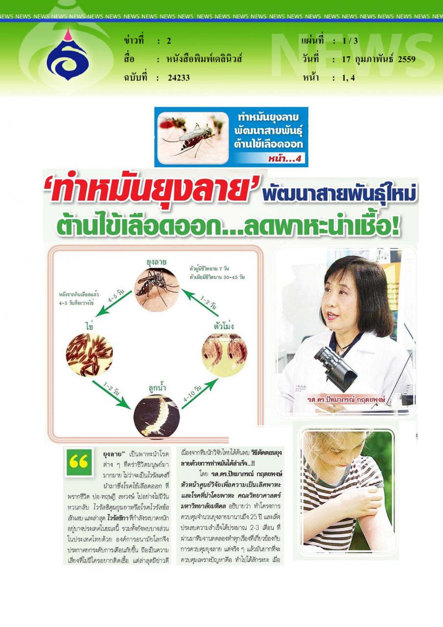 หนังสือพิมพ์เดลินิวส์ ทำหมันยุงลาย พัฒนาสายพันธุ์ใหม่ ต้านไข้เลือดออก ลดพาหะนำเชื้อ