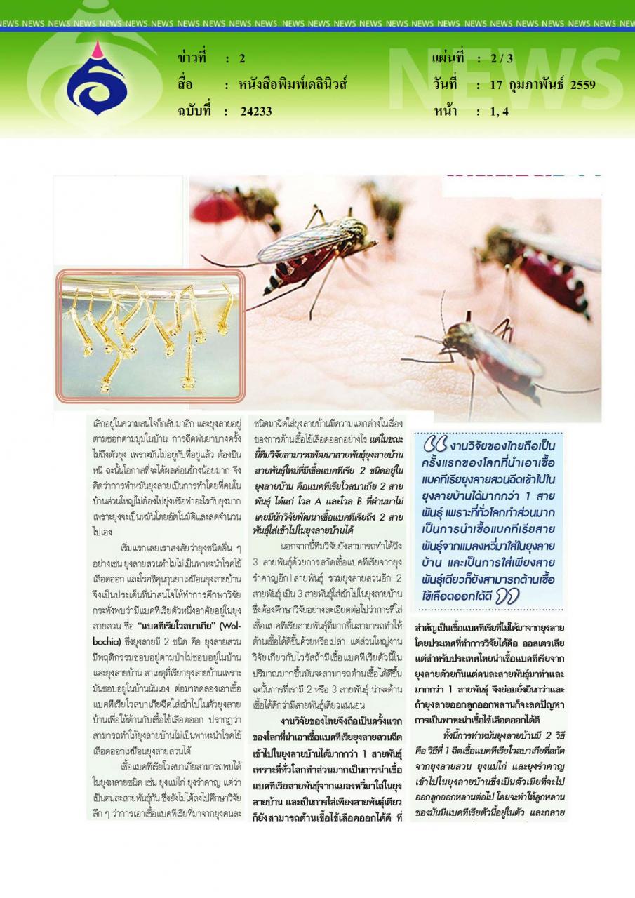 หนังสือพิมพ์เดลินิวส์ ทำหมันยุงลาย พัฒนาสายพันธุ์ใหม่ ต้านไข้เลือดออก ลดพาหะนำเชื้อ