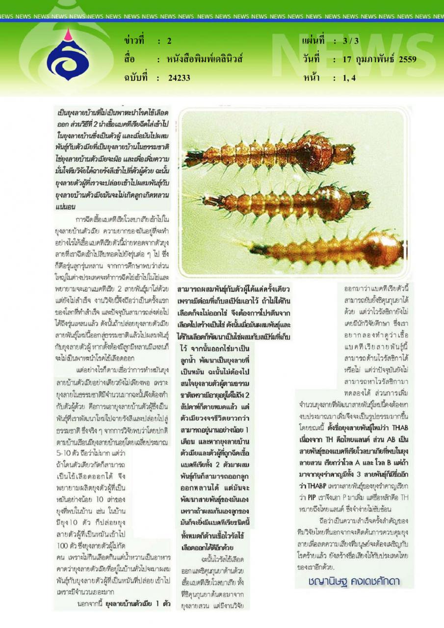 หนังสือพิมพ์เดลินิวส์ ทำหมันยุงลาย พัฒนาสายพันธุ์ใหม่ ต้านไข้เลือดออก ลดพาหะนำเชื้อ