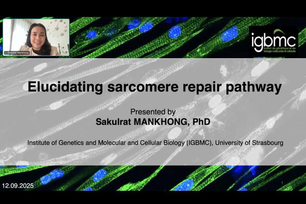 Special Talk: Elucidating Skeletal Muscle (Sarcomere) Repair Pathway